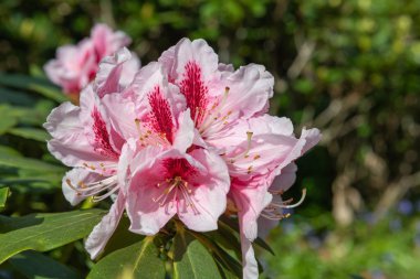 Close up of pink Rhododendron flowers in bloom