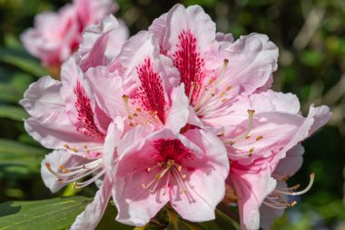 Close up of pink Rhododendron flowers in bloom
