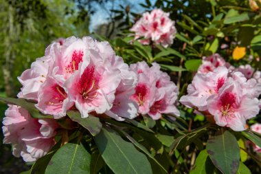 Close up of pink Rhododendron flowers in bloom