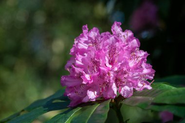 Close up of pink Rhododendron flowers in bloom
