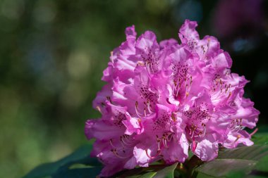 Close up of pink Rhododendron flowers in bloom