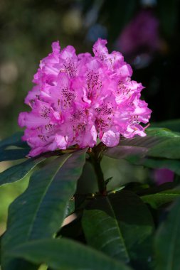 Close up of pink Rhododendron flowers in bloom