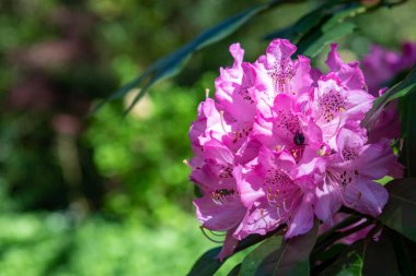 Close up of pink Rhododendron flowers in bloom