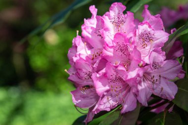 Close up of pink Rhododendron flowers in bloom