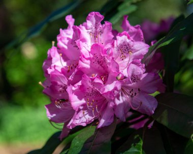 Close up of pink Rhododendron flowers in bloom