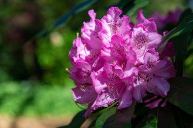 Close up of pink Rhododendron flowers in bloom