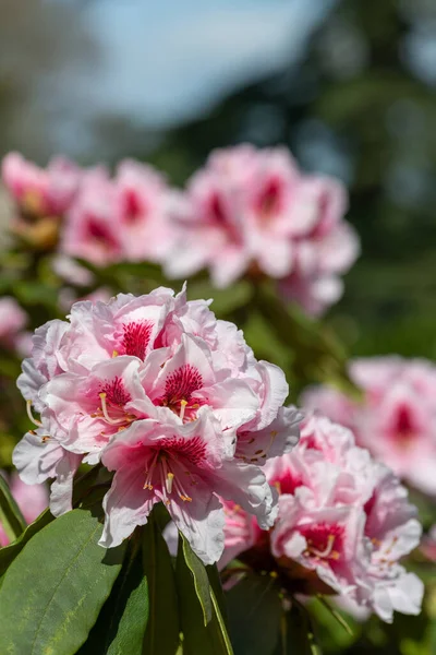 Close Pink Rhododendron Flowers Bloom — Zdjęcie stockowe