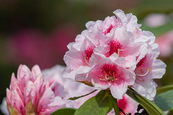 Close Pink Rhododendron Flowers Bloom — Zdjęcie stockowe