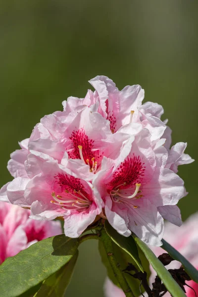 Close Pink Rhododendron Flowers Bloom — Stok fotoğraf