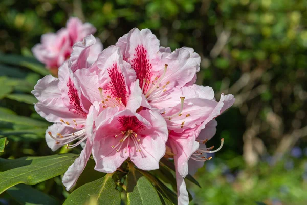 Close up of pink Rhododendron flowers in bloom