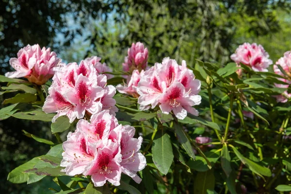 Close Pink Rhododendron Flowers Bloom — Stok fotoğraf