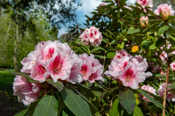 Close Pink Rhododendron Flowers Bloom — Zdjęcie stockowe