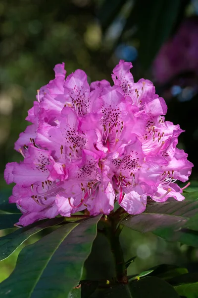 Close Pink Rhododendron Flowers Bloom —  Fotos de Stock