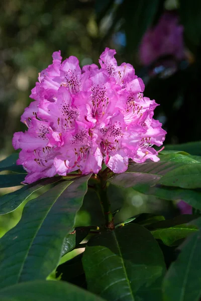 Close Pink Rhododendron Flowers Bloom —  Fotos de Stock