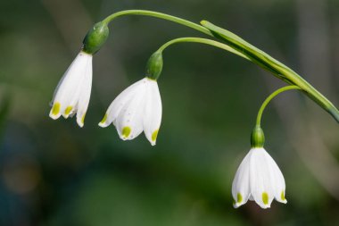 Bahar kar tanesinin (leucojum vernum) çiçekleri çiçek açarken kapat