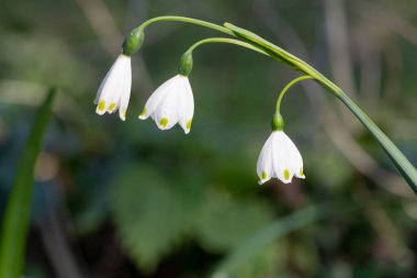 Bahar kar tanesinin (leucojum vernum) çiçekleri çiçek açarken kapat