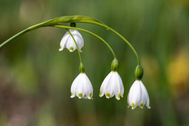 Bahar kar tanesinin (leucojum vernum) çiçekleri çiçek açarken kapat