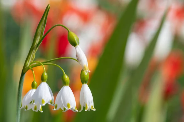 Крупним Планом Весняна Сніжинка Leucoumm Vernum Квіти Розквіті — стокове фото