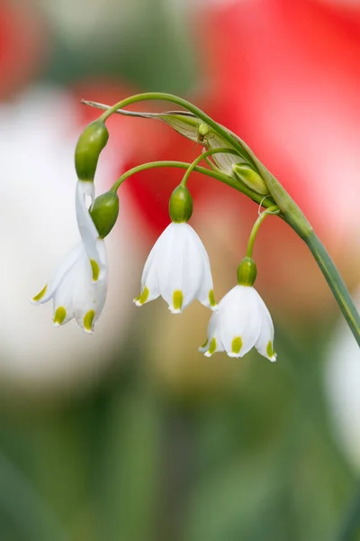 Close Flores Floco Neve Primavera Leucojum Vernum Flor — Fotografia de Stock