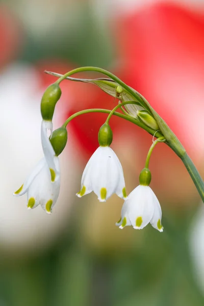 Närbild Snöflingor Leucojum Vernum Blommor Blom — Stockfoto