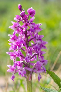Çiçek açmış erken bir mor orkide (orchis mascula) çiçeğine yaklaş