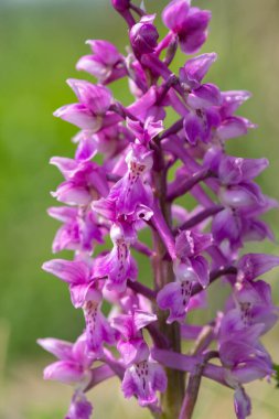 Çiçek açmış erken bir mor orkide (orchis mascula) çiçeğine yaklaş