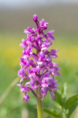Çiçek açmış erken bir mor orkide (orchis mascula) çiçeğine yaklaş