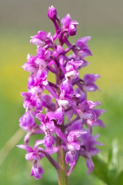 Çiçek açmış erken bir mor orkide (orchis mascula) çiçeğine yaklaş