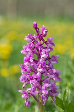 Bir erken mor orkide (orchis mascula) çiçeğinin üzerini çiğ damlacıklarıyla kapatır