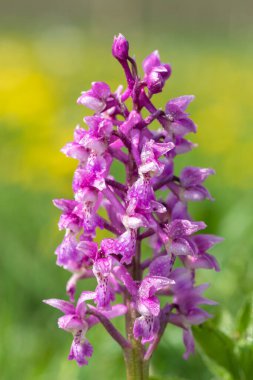 Su damlacıklarıyla kaplı erken bir mor orkide (orchis mascula) çiçeğine yakın dur.