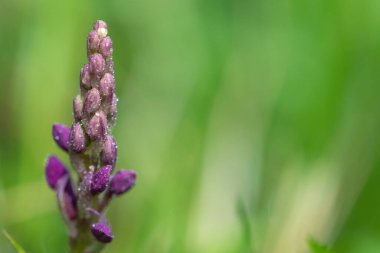 Erken dönem mor orkide (orchis mascula) çiçeğinin çiçek açması