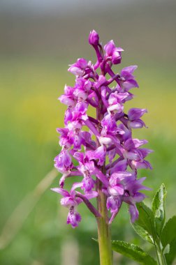 Çiçek açmış erken bir mor orkide (orchis mascula) çiçeğine yaklaş