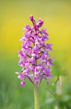 Bir erken mor orkide (orchis mascula) çiçeğinin üzerini çiğ damlacıklarıyla kapatır