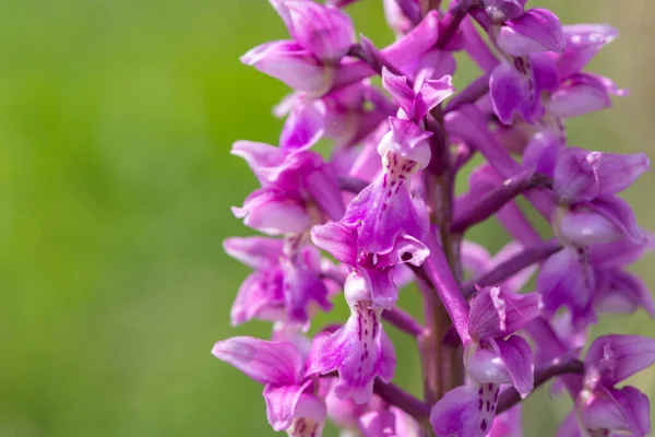 Çiçek açmış erken bir mor orkide (orchis mascula) çiçeğine yaklaş