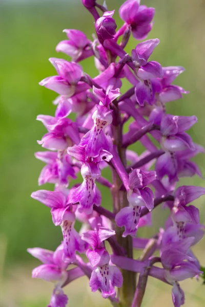 Çiçek açmış erken bir mor orkide (orchis mascula) çiçeğine yaklaş