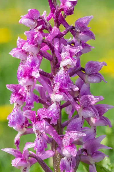 Bir erken mor orkide (orchis mascula) çiçeğinin üzerini çiğ damlacıklarıyla kapatır