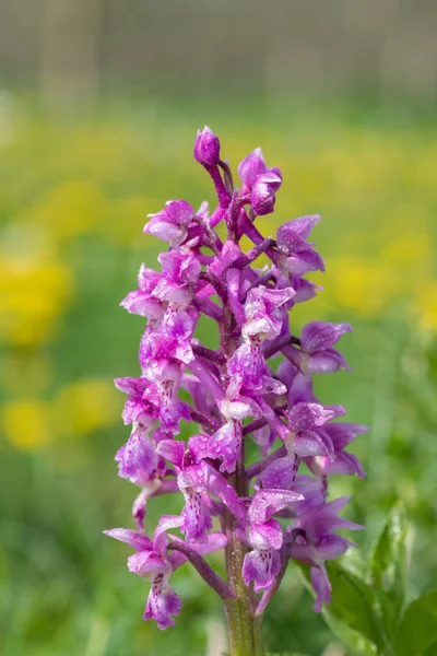 Bir erken mor orkide (orchis mascula) çiçeğinin üzerini çiğ damlacıklarıyla kapatır