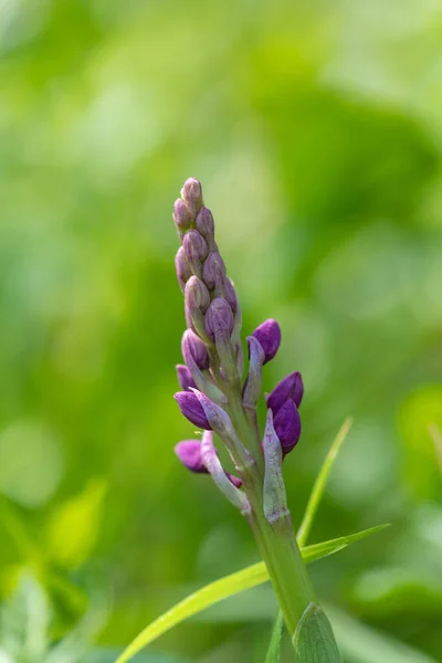 在一朵初露端倪的紫色兰花 兰花雄性花 绽放的附近 — 图库照片