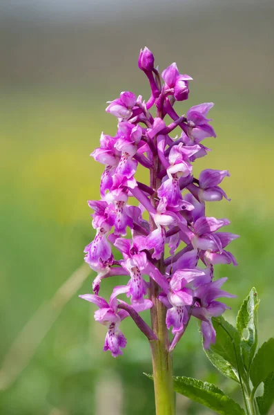 Çiçek açmış erken bir mor orkide (orchis mascula) çiçeğine yaklaş