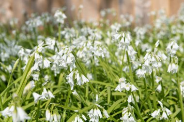 Üç köşeli pırasa (allium triquetrum) çiçeğinin açılışını kapat