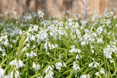 Üç köşeli pırasa (allium triquetrum) çiçeğinin açılışını kapat