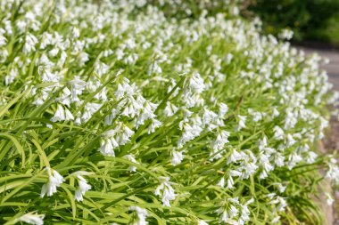Üç köşeli pırasa (allium triquetrum) çiçeğinin açılışını kapat