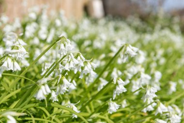 Üç köşeli pırasa (allium triquetrum) çiçeğinin açılışını kapat