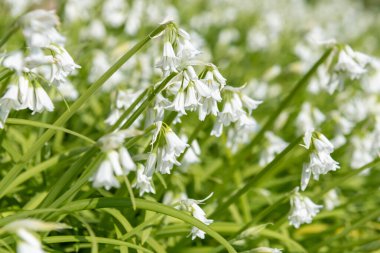 Üç köşeli pırasa (allium triquetrum) çiçeğinin açılışını kapat