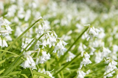 Üç köşeli pırasa (allium triquetrum) çiçeğinin açılışını kapat