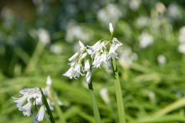 Üç köşeli pırasa (allium triquetrum) çiçeğinin açılışını kapat