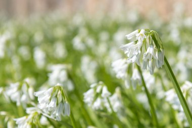 Üç köşeli pırasa (allium triquetrum) çiçeğinin açılışını kapat