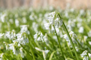 Üç köşeli pırasa (allium triquetrum) çiçeğinin açılışını kapat