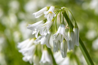 Üç köşeli pırasa (allium triquetrum) çiçeğinin açılışını kapat