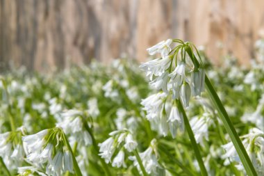 Üç köşeli pırasa (allium triquetrum) çiçeğinin açılışını kapat